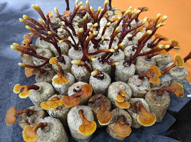 微信截图_20241112100315.png 微信截图_20241112100315.png